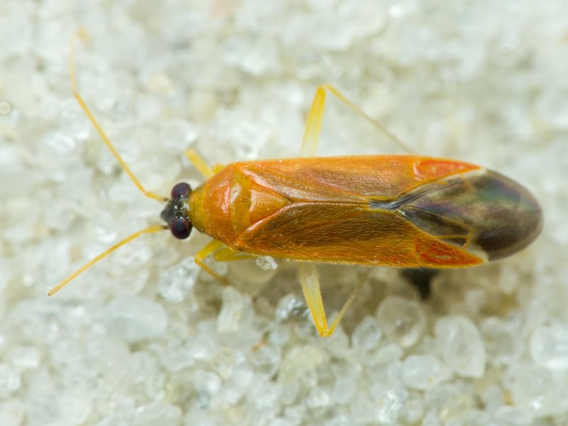 Phylus melanocephalus (Linnaeus, 1767)